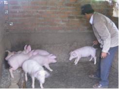 Đắk Mil chú trọng công tác tiêm phòng dịch bệnh cho vật nuôi trong mùa mưa 