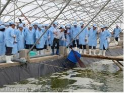 Bình Định chấp thuận dự án nuôi tôm trong nhà kính