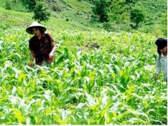 Pú Nhi nỗ lực phát triển nông nghiệp bền vững