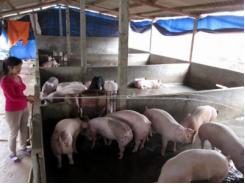 Chăn nuôi lợn khép kín, doanh thu hơn 5 tỷ đồng mỗi năm
