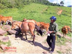 Triệu phú nuôi ngựa, bò ở bản Mông