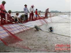 Tôm vụ 1 ở Quỳnh Lưu đạt 3,5 tấn/ha