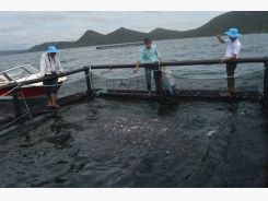 Kiên Giang phát triển nghề nuôi biển công nghệ Na Uy
