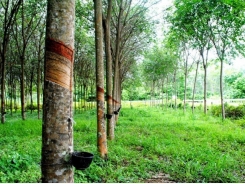 Kỹ thuật trồng và chăm sóc cây cao su - Phần 2