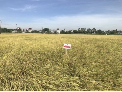 Giống lúa LY2099 – manh nha hình thành chuỗi sản xuất lúa gạo tự nguyện