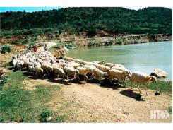 Cừu Phan Rang, Trăm Năm In Dấu Trên Xứ Nắng