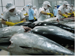 Nhiều ngư dân chọn mua thiết bị gây tê cá ngừ