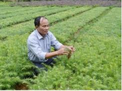 Bắc Hà (Lào Cai) chuẩn bị 4 triệu cây giống trồng rừng