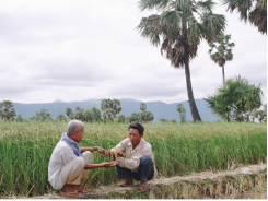 Tăng thêm 300 ha qui hoạch trồng lúa Nàng Nhen Bảy Núi