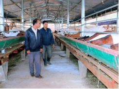 Triển vọng trang trại nuôi dê Thái ở Di Linh (Lâm Đồng)