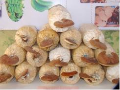 Bình Thuận trồng nấm linh chi, nấm rơm cho hiệu quả kinh tế hộ
