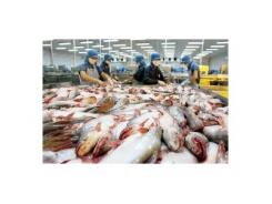 Xuất khẩu cá tra giành lại thị trường EU
