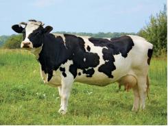 Chăn nuôi bò thịt để đem lại hiệu quả kinh tế cao - Phần 1
