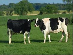 Chăn nuôi bò thịt để đem lại hiệu quả kinh tế cao - Phần 2
