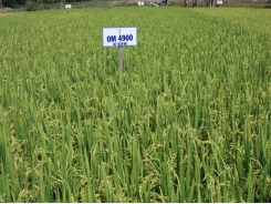 Giới thiệu giống lúa chất lượng OM4900