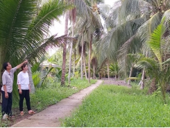 Trồng dừa hữu cơ - hướng phát triển bền vững cho chuỗi giá trị cây dừa