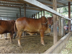 Ứng dụng tiến bộ kỹ thuật chăn nuôi bò hướng thịt
