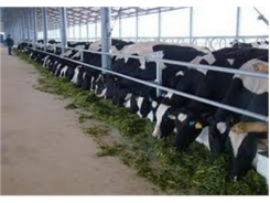 Tu Tra (Đơn Dương, Lâm Đồng) Có Trang Trại 1.600 Con Bò Sữa