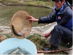 Lào Cai xuất bán 10 tấn cá hồi thương phẩm