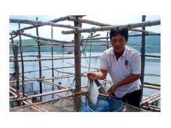 Thừa Thiên Huế khó khăn nguồn cung cá vẩu giống