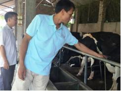Đột phá trong chăn nuôi bò sữa ở Tiên Du