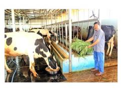 Phát triển chăn nuôi bò sữa ở Sóc Trăng không dễ như mong đợi