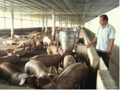 Hiệu quả từ mô hình chăn nuôi lợn an toàn sinh học
