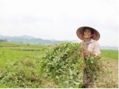 Niềm vui từ trồng kim tiền thảo ở Yên Dũng - Bắc Giang
