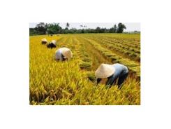 Đà Nẵng có hơn 300 hội viên nông dân đua tài