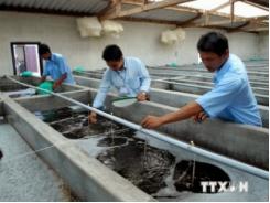 Cà Mau sẽ phát triển thêm 300 trại sản xuất tôm giống sạch