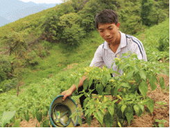 Triển vọng cây ớt hàng hóa tại Sa Pa (Lào Cai)