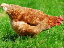 Kỹ thuật và Quy trình chăm sóc nuôi gà H'Mông thương phẩm - Phần 4