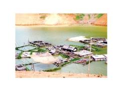 Hòa Bình giảm thiểu thiệt hại, phát triển nghề nuôi cá trên sông Đà