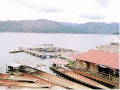 Toàn tỉnh Sơn La có 21 hợp tác xã và doanh nghiệp nuôi thủy sản