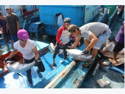Thất thu cá ngừ đại dương, 80-90% số tàu hành nghề thua lỗ