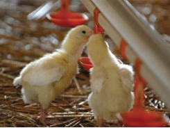Khả năng tiêu hóa Phốt pho ở gà thịt phụ thuộc vào nguyên liệu thức ăn