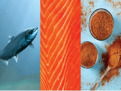 Lợi ích của krill trong nuôi cá hồi