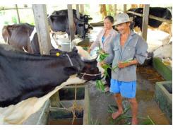 Thành Phố Hồ Chí Minh Cần Mô Hình Nuôi Bò Sữa Mới
