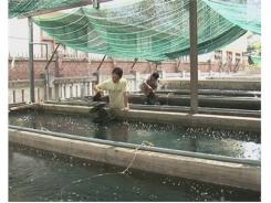 Khánh Hòa Có Hơn 480 Cơ Sở Sản Xuất Giống Thủy Sản
