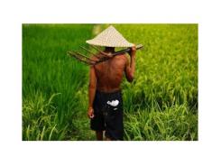 Bước tiến công nghệ trong ngành sản xuất lúa gạo