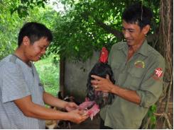 Làm sao để giống gà Đông Tảo không bị ăn cắp ra nước ngoài