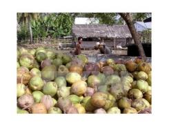 Nhà vườn Trà Vinh phấn khởi vì giá dừa khô bất ngờ tăng mạnh