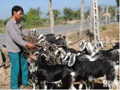 Hỗ trợ thức ăn giải pháp tích cực bảo bệ đàn gia súc vượt qua hạn hán