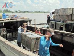 Mỗi ngày, An Giang xuất 200 tấn cá nuôi sang Campuchia
