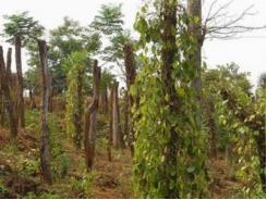 Nghiệm thu nghiên cứu tạo cây giống ghép có khả năng chống chịu bệnh chết nhanh ở cây tiêu