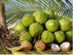 Dừa sẽ được phát triển thành sản phẩm quốc gia