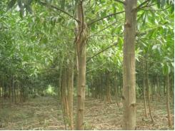 Hướng dẫn kỹ thuật trồng rừng keo lai cung cấp gỗ lớn