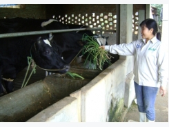 Chăn nuôi bò sữa theo mô hình VietGAP