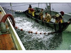 Mỹ: Sáng kiến nâng cao giá trị thủy sản
