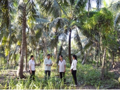 Phát triển vườn dừa theo chuẩn organic